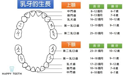 牙齒總數|牙齒